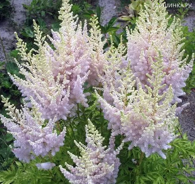 Астильба китайская Милк энд Хоней