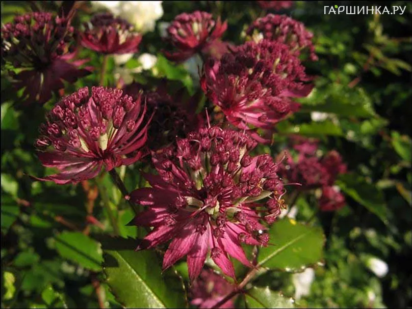 Астранция крупная