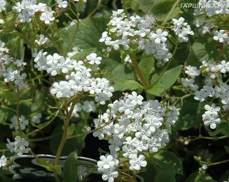 Бруннера Бетти Боуринг