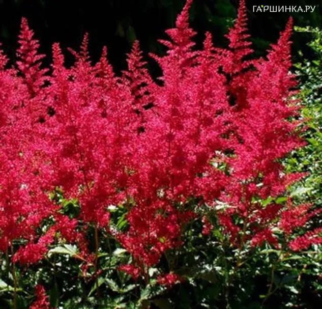 Астильба Арендса Бургунди Ред