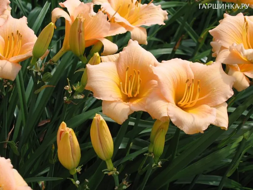 Лилейник Мини Перл