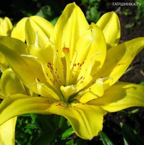 Лилия Фата Моргана азиатская махровая