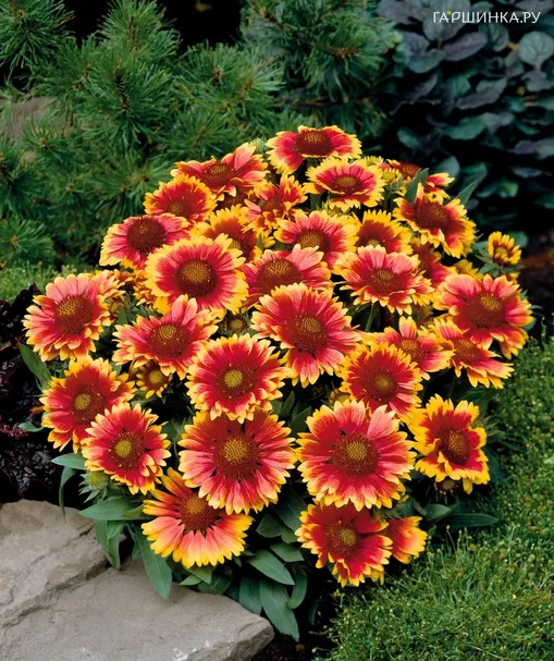 Гайлардия Аризона Сан