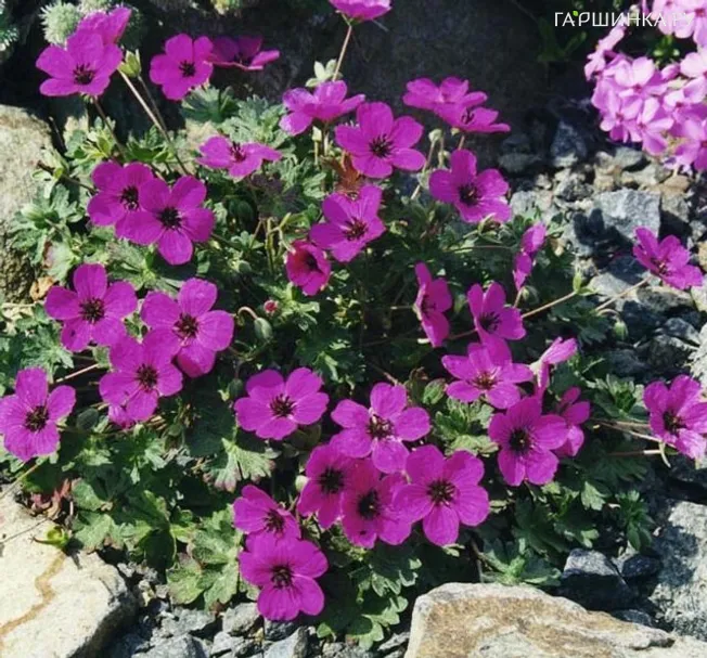 Герань садовая Сабкулесценс