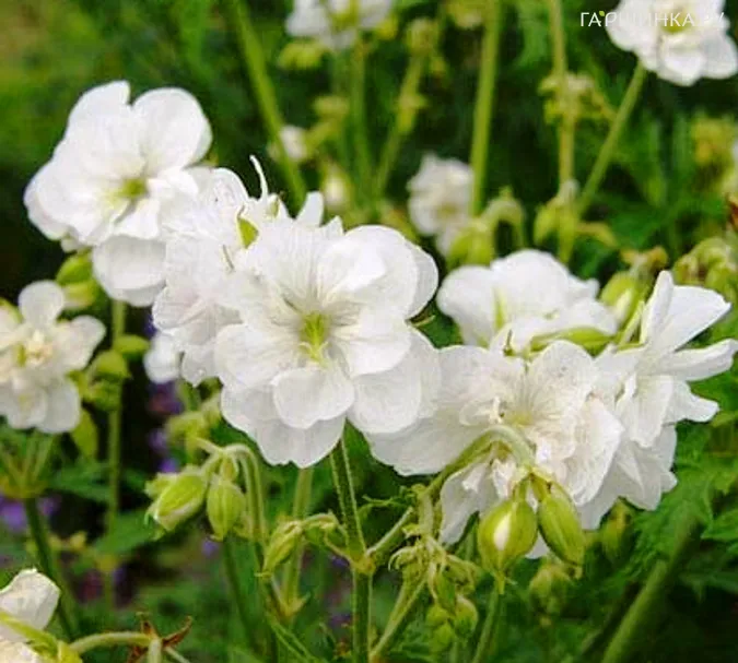 Герань садовая Лаура