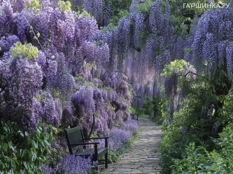 Глициния китайская Пролифик