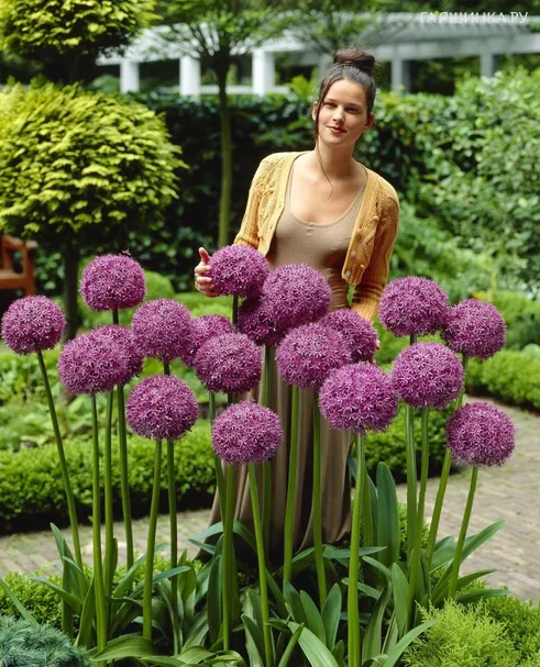 Лук декоративный Глоубмастер