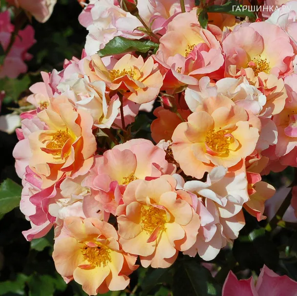 Роза Джаз почвопокровная, Тантау (лиц)