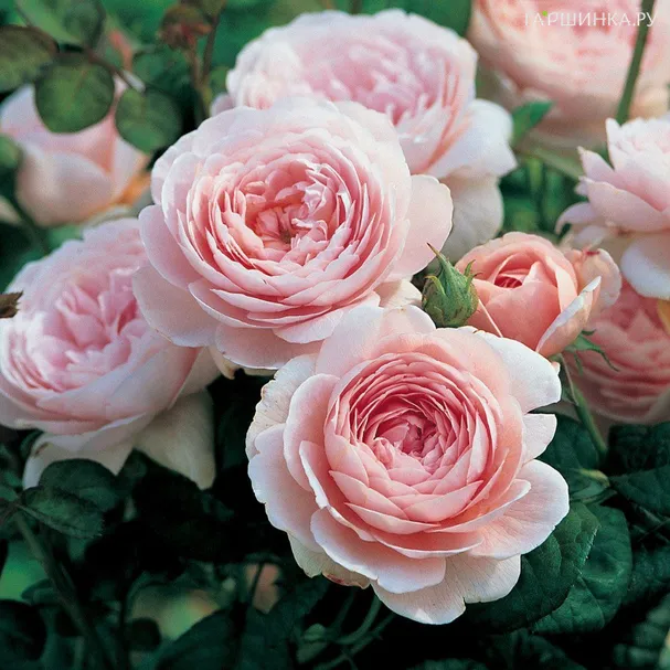 Роза Квин оф Шведен/Кристина, Д.Остин кустарниковая (лиц)