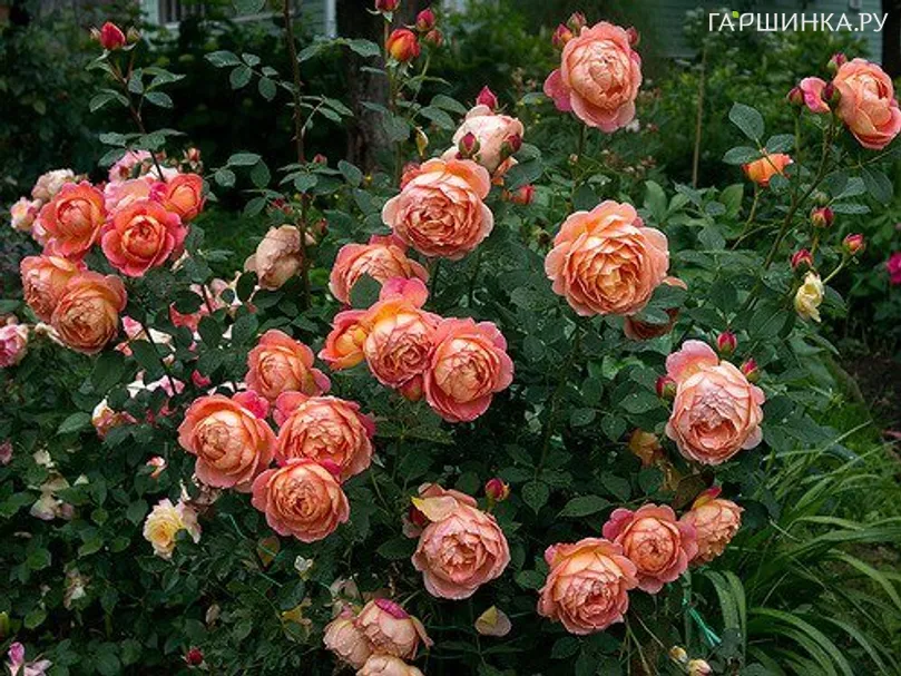 Роза Леди оф Шалотт, Д.Остин кустарниковая (лиц)