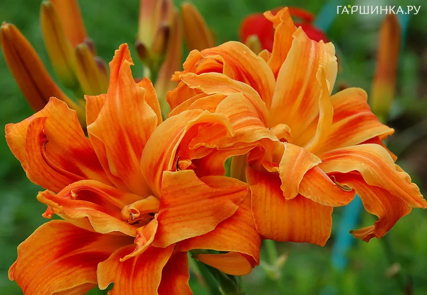 Лилейник Априкот Бьюти