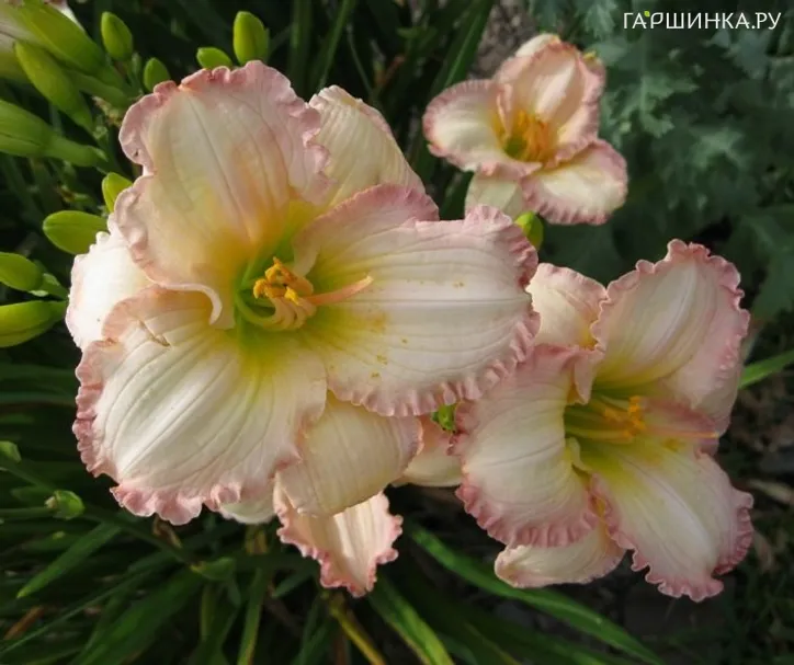 Лилейник Фростид Винтаж Раффлз