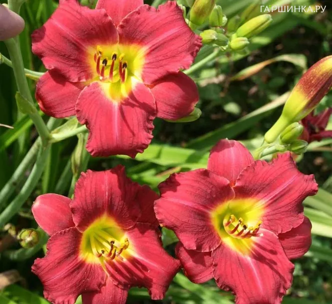 Лилейник Пардон Ми