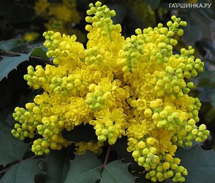 Магония падуболистная