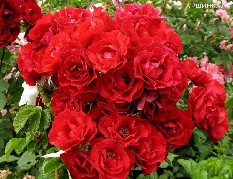 Роза Хоуп фо Хьюманити канадская парковая (лиц)