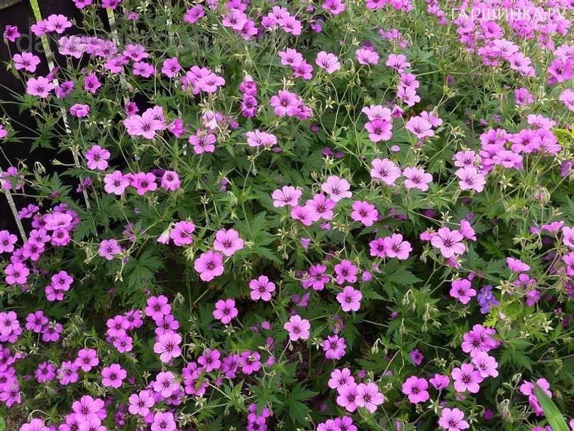 Герань садовая Патриция