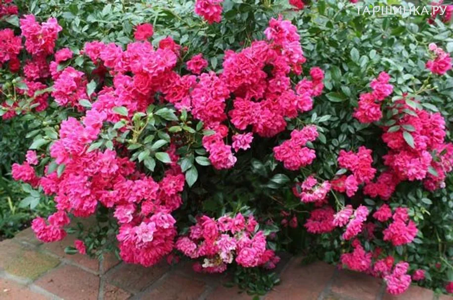 Роза Пинк Фейри почвопокровная, Топалович (лиц)