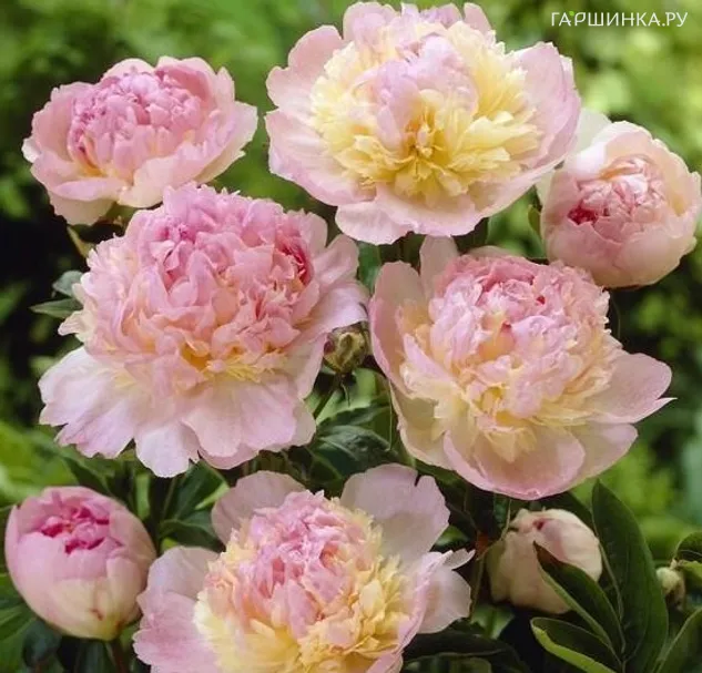 Пион Расбери Сандей