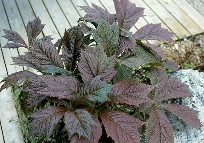 Роджерсия Браунлауб стополистная