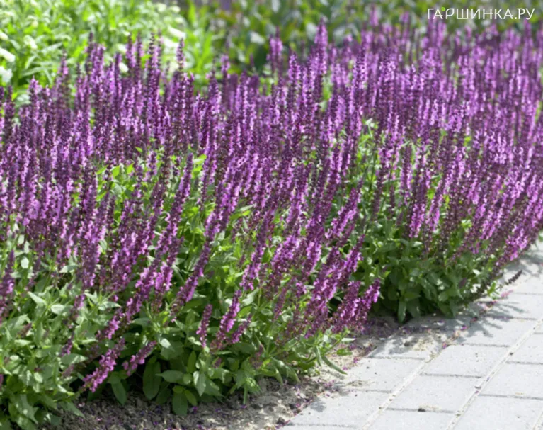 Шалфей (Сальвия дубравная) Аметист