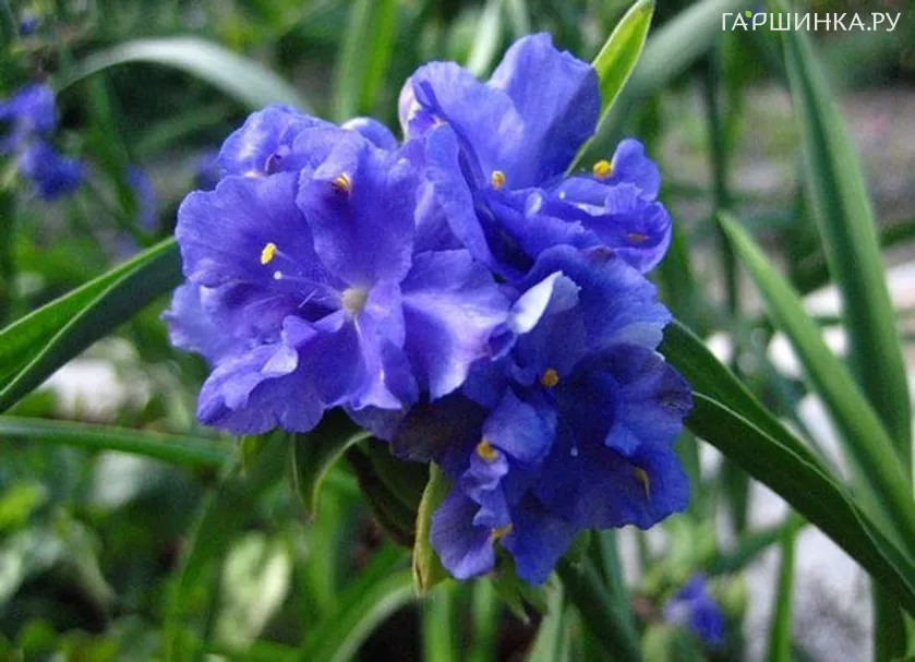 Традесканция Церулеа плена