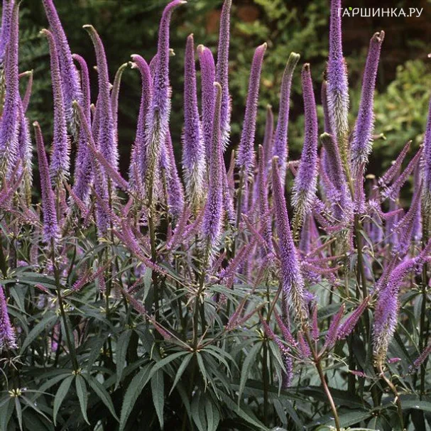 Вероникаструм виргинский Фасцинейшн