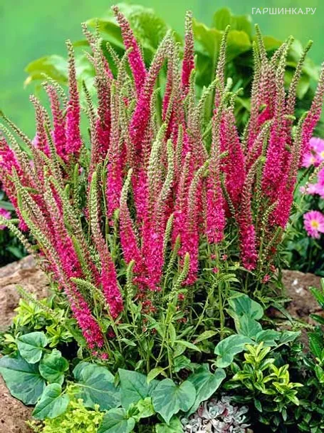 Вероника колосистая Ротфукс