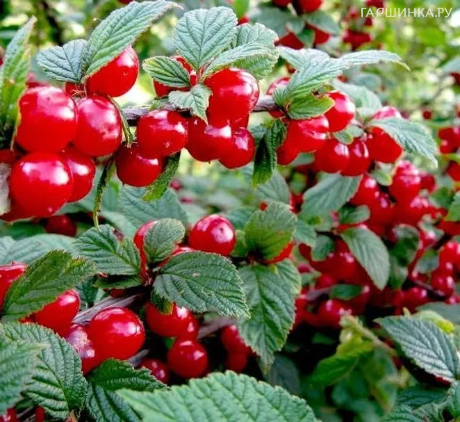 Вишня войлочная