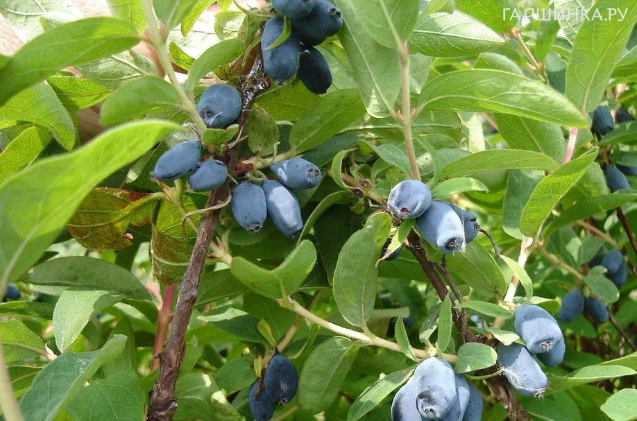 Жимолость Сибирячка