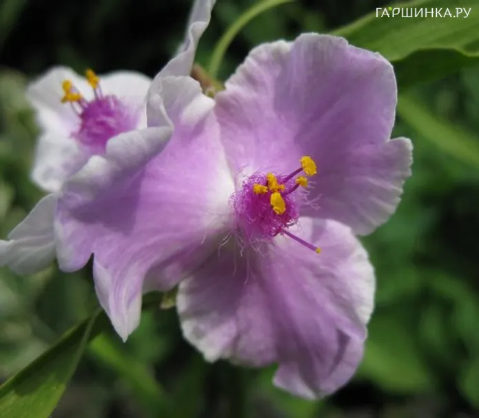 Традесканция Пинк Шаблис