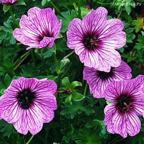 Герань садовая Балерина