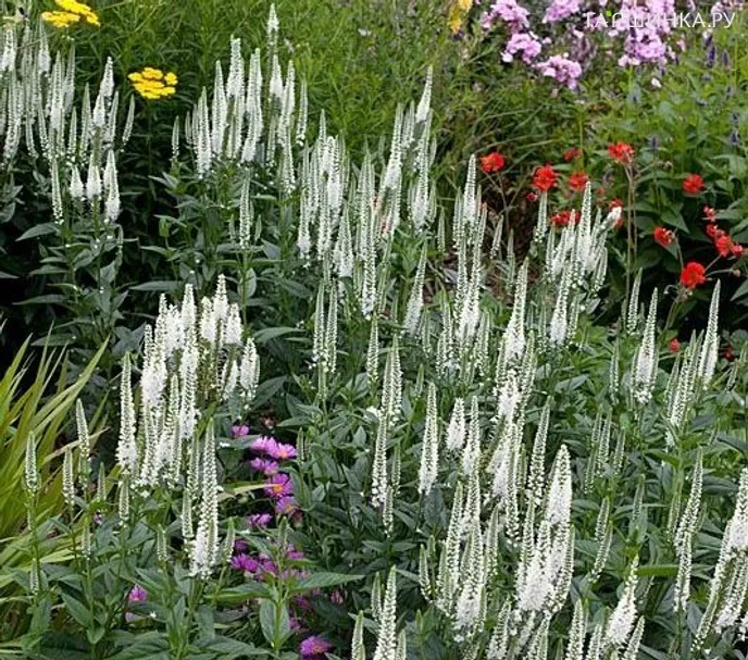 Вероника длиннолистная Антарктика