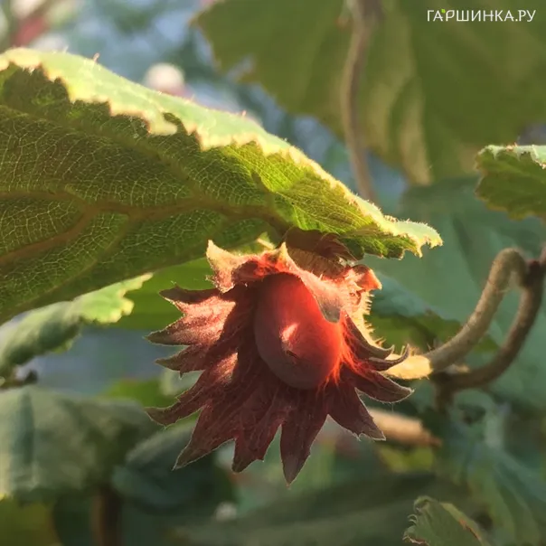 превью изображения отзыва