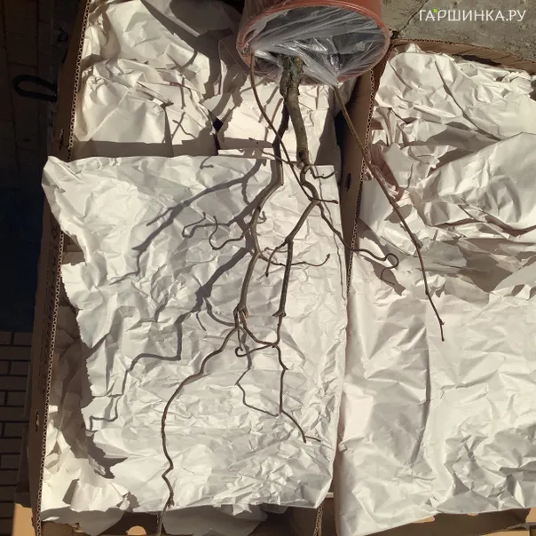 превью изображения отзыва