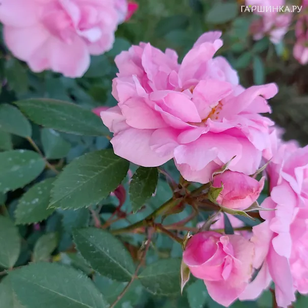 превью изображения отзыва