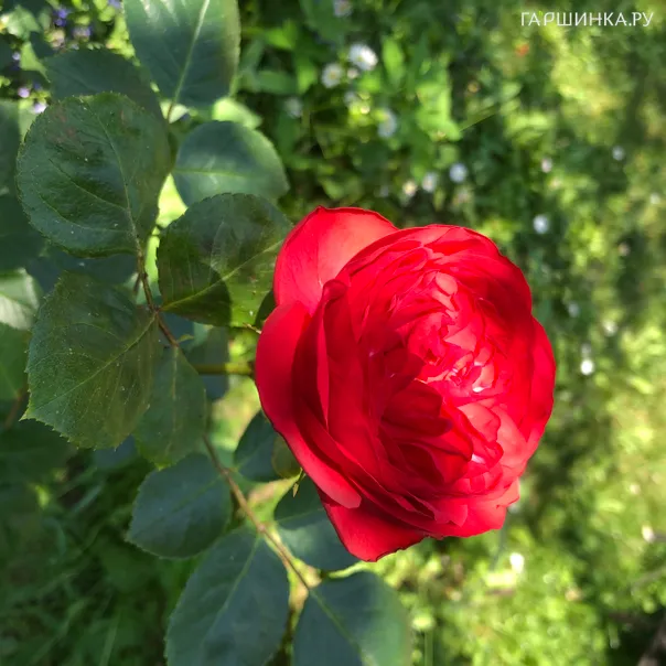 превью изображения отзыва