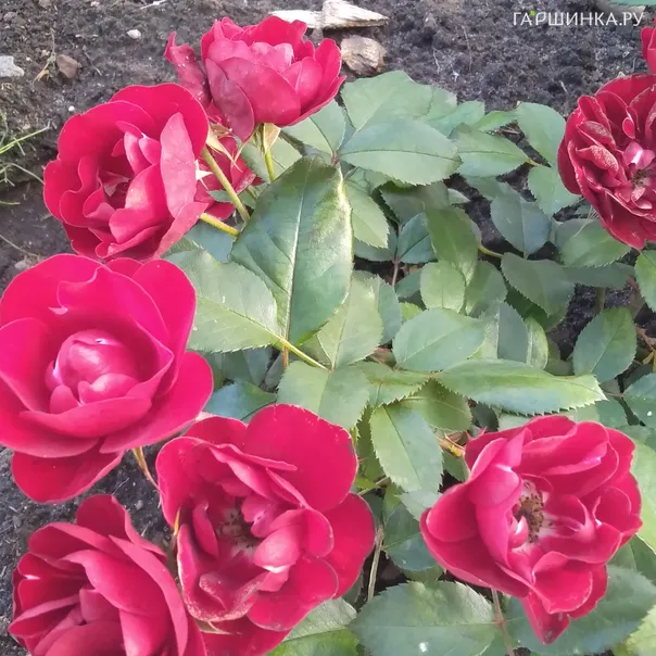 превью изображения отзыва