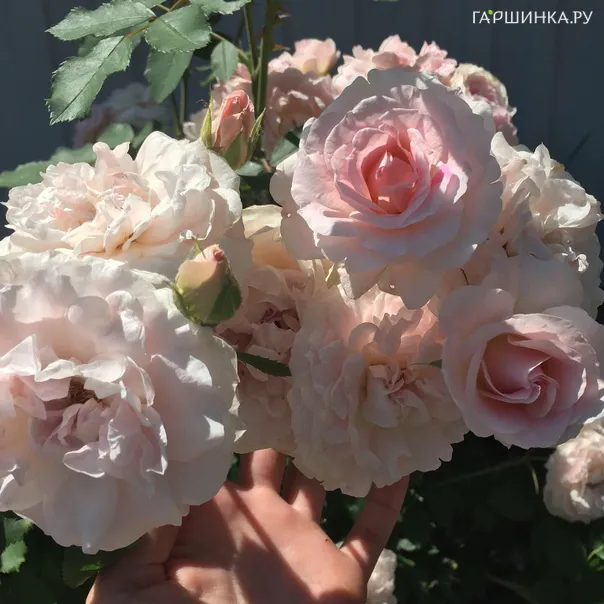 превью изображения отзыва