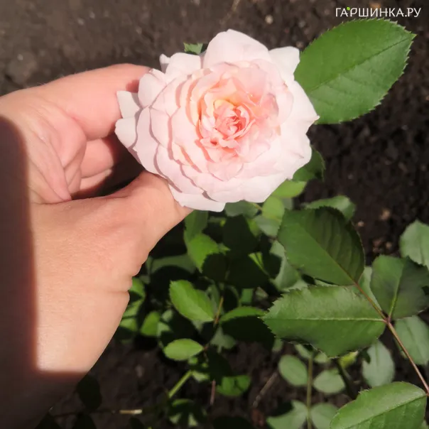 превью изображения отзыва