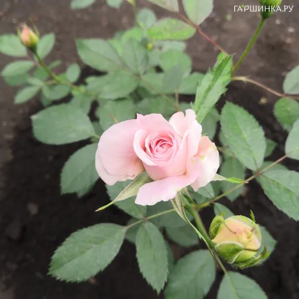 превью изображения отзыва