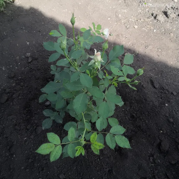 превью изображения отзыва