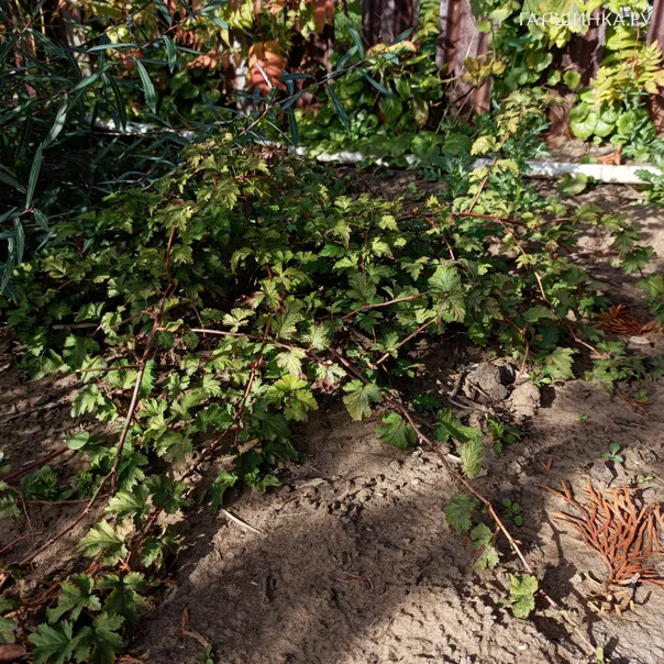 превью изображения отзыва