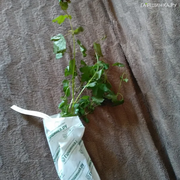 превью изображения отзыва