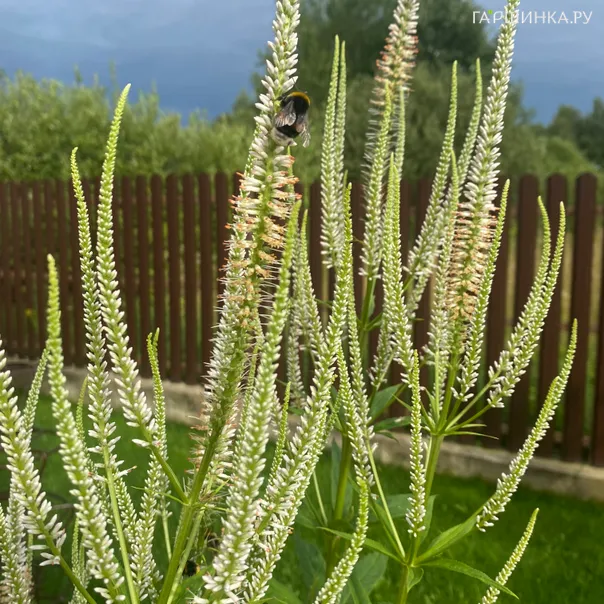 превью изображения отзыва