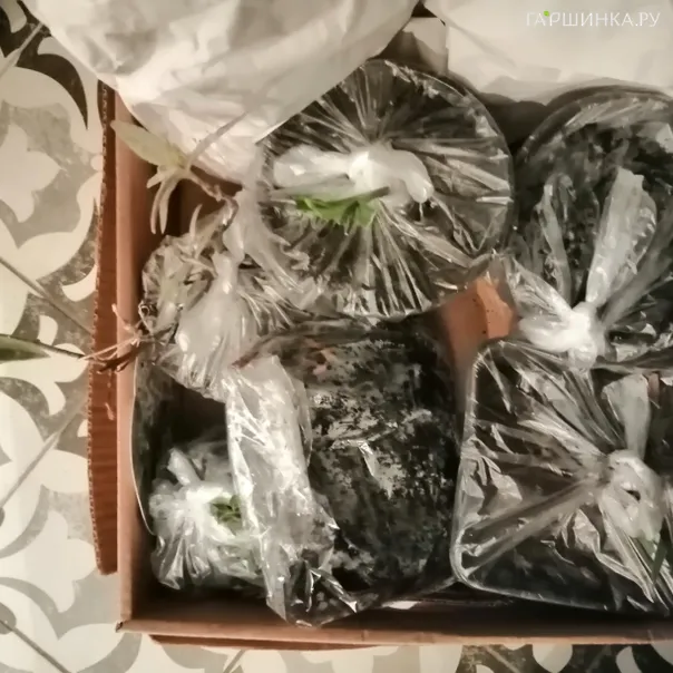 превью изображения отзыва