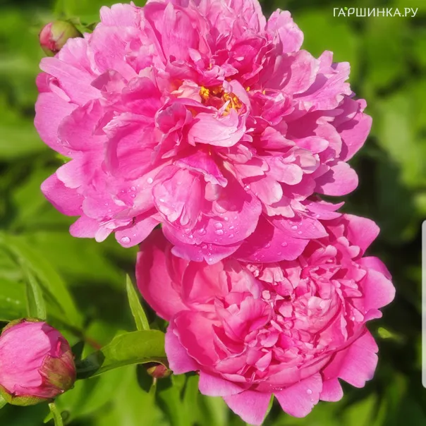 превью изображения отзыва