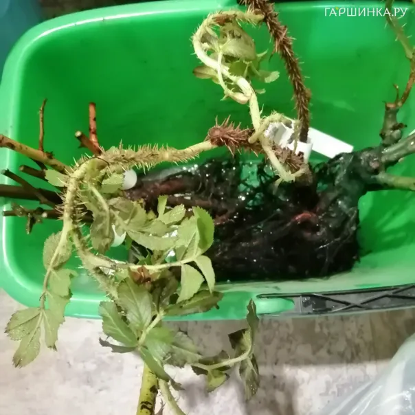 превью изображения отзыва