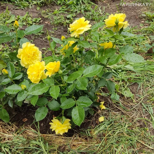 превью изображения отзыва