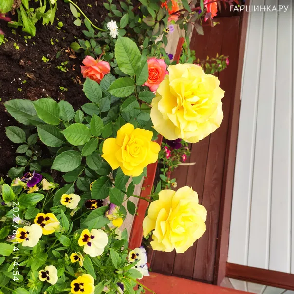 превью изображения отзыва