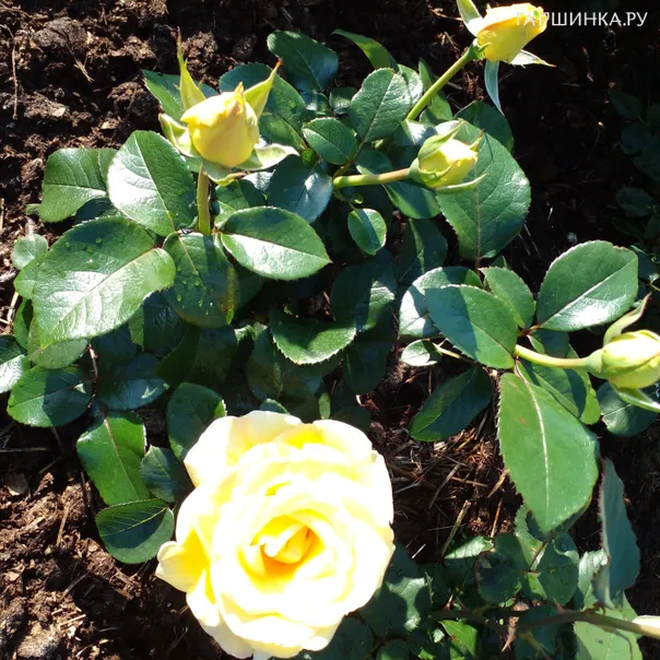 превью изображения отзыва